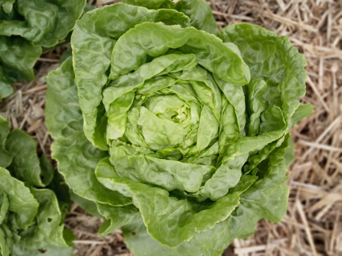 (Lactuca sativa)  Ancienne variété des Hauts de France, à croissance rapide, adaptée aux productions printanières et automnales. Réputée pour sa pomme volumineuse et surtout la finesse de ses feuilles gaufrées qui en font une salade très tendre.  Semis Mars à Mai