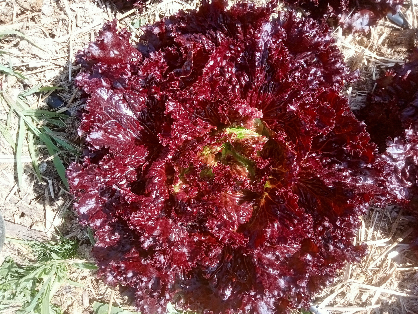 (Lactuca sativa)  Variété ancienne au feuillage tendre et très frisé, variant du rouge foncé au vert-brun. Elle peut être récoltée jeune au fur et à mesure des besoins ou bien entière. Idéale pour toute la saison et les petits jardins.  Semis Mars à Septembre