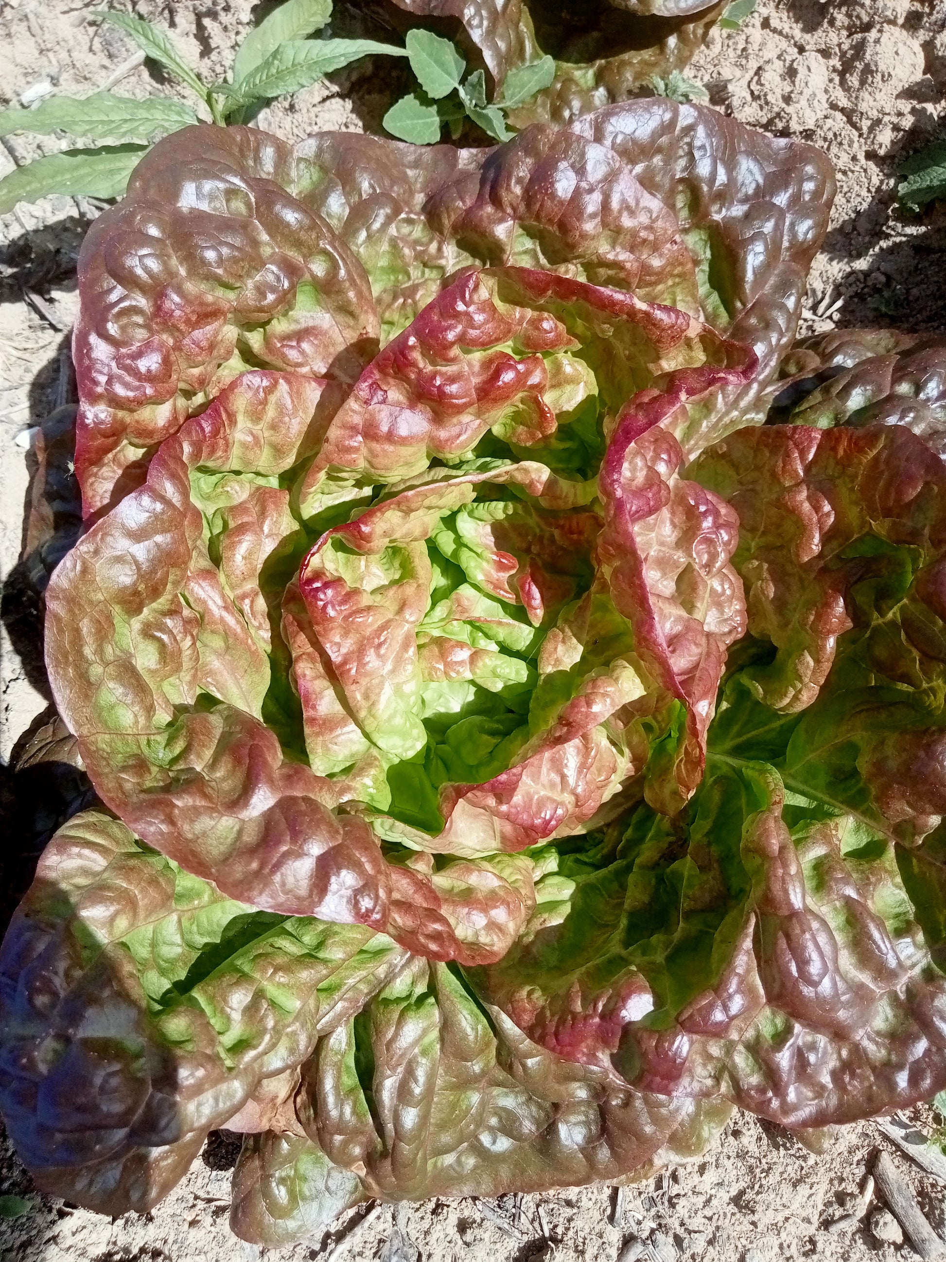 (Lactuca sativa)  Variété ancienne à la grosse pomme rouge-brun et peu serrée. Ses feuilles sont tendres et rafraichissantes. On la consomme nature ou accompagnée d'une vinaigrette  Semis Mars à Août