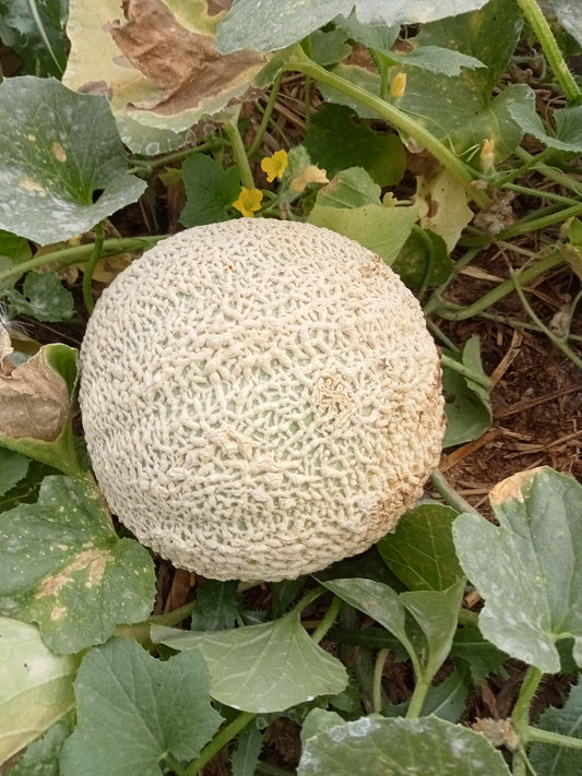 (Cucumis melo)  Variété ancienne demi-hâtive et brodée. De culture facile, il a une production abondante. La chair épaisse est rouge-orangé et très sucrée. Il peut être consommé à n'importe quel moment du repas et être servi seul ou accompagné d'autres produits.  Semis: Avril - mai