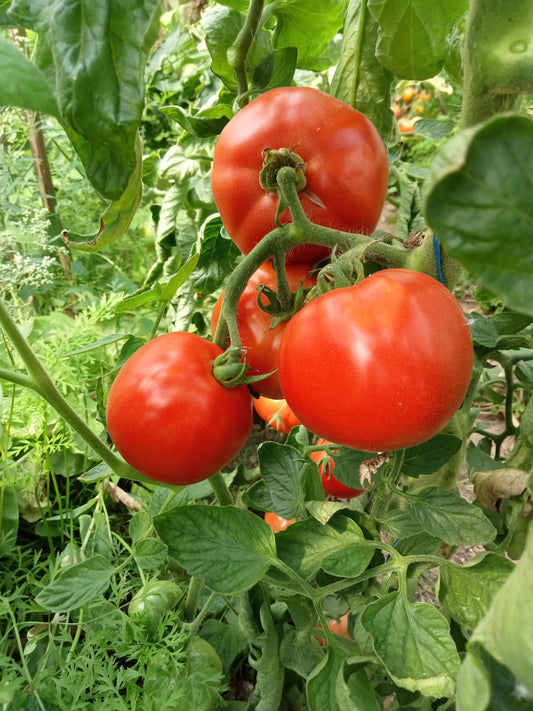 Tomate Merveille des marchés