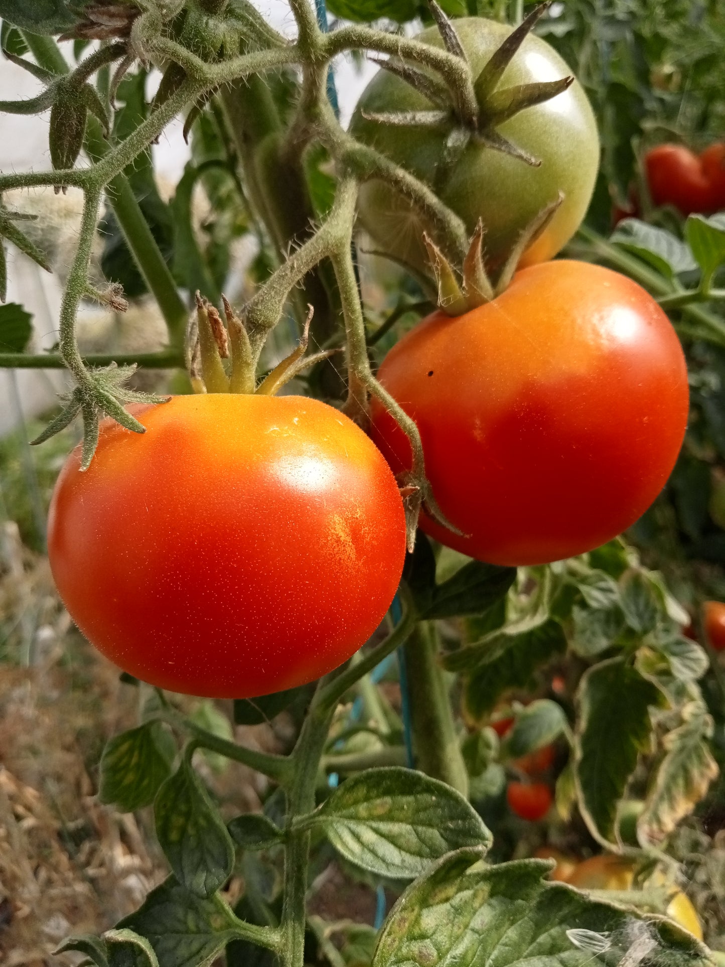 Tomate Merveille des serres