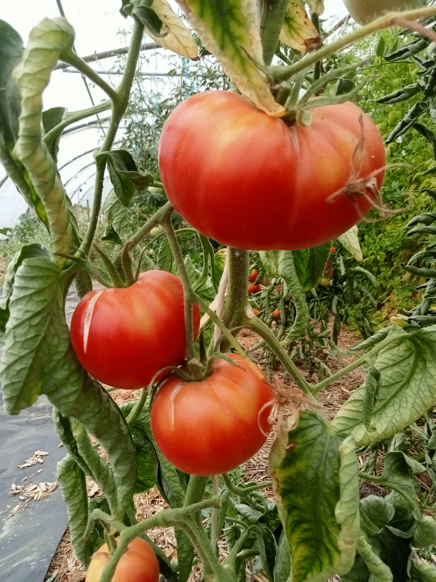 Tomate Mikado
