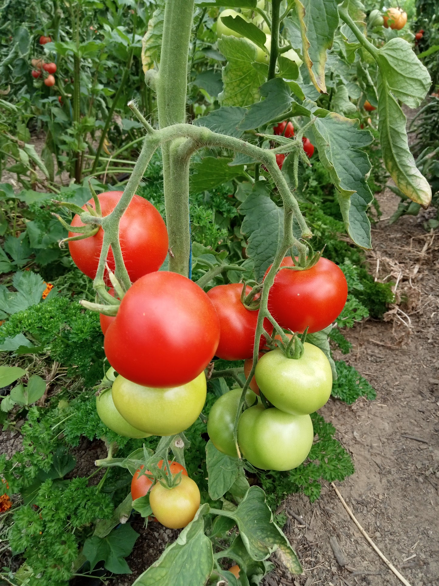 Tomate Moneymaker