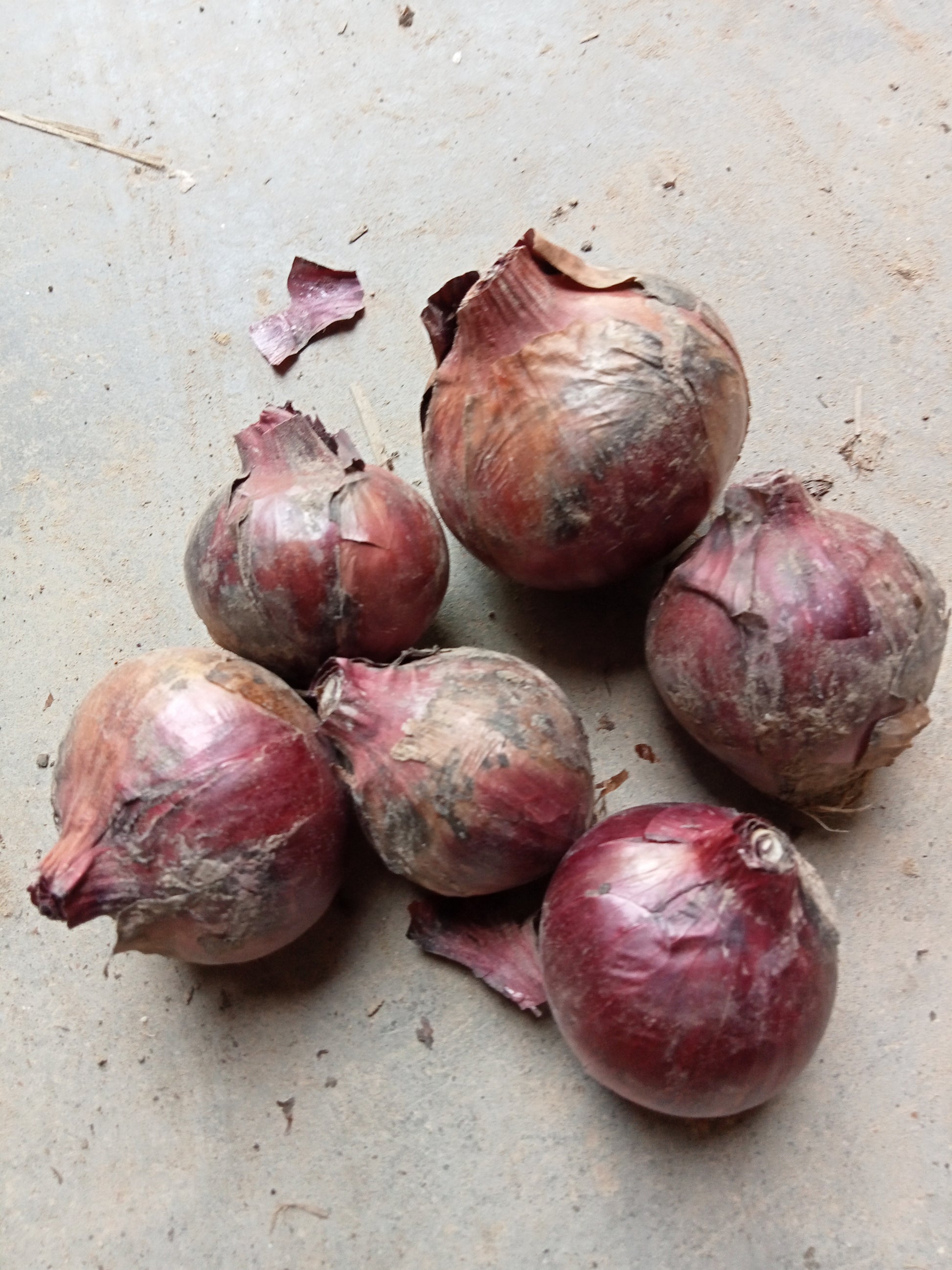 (Allium cepa)  L'oignon rouge Karmen est une variété précoce produisant des bulbes ronds à plats à la peau ferme, rouge brun foncé, à la chair blanche colorée de rouge. Cette variété est adaptée à tous types de sol. Conservation de longue durée.  Semis Mars