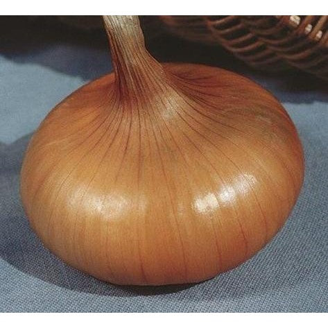 (Allium cepa)  L'oignon jaune paille des vertus est une variété ancienne rustique et très productive qui donne des gros bulbes jaunes, plats et épais de bonne conservation.  Semis Mars