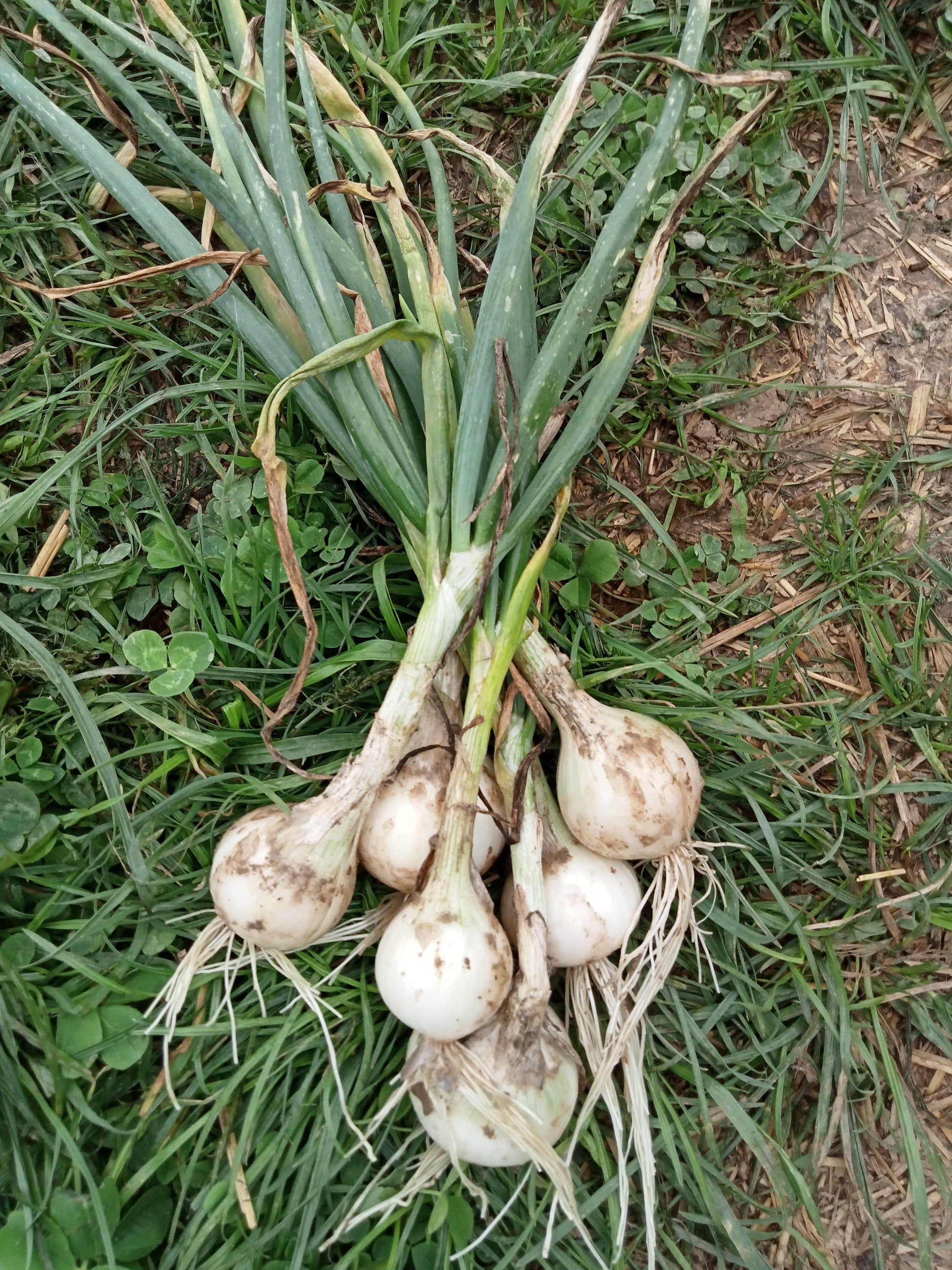 (Allium cepa)  L'oignon blanc Snowball est une variété tardive produisant des bulbes ronds blancs de très bonne saveur.  Semis Mars