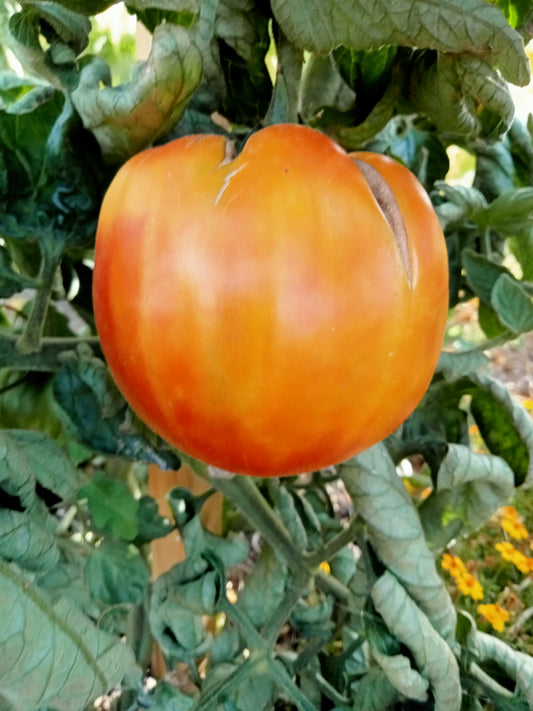 Tomate Old german