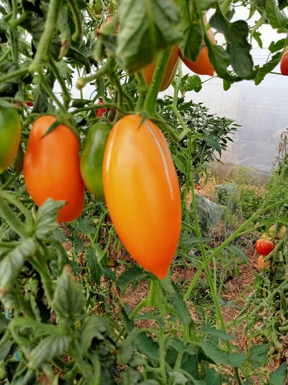 Tomate Orange banana