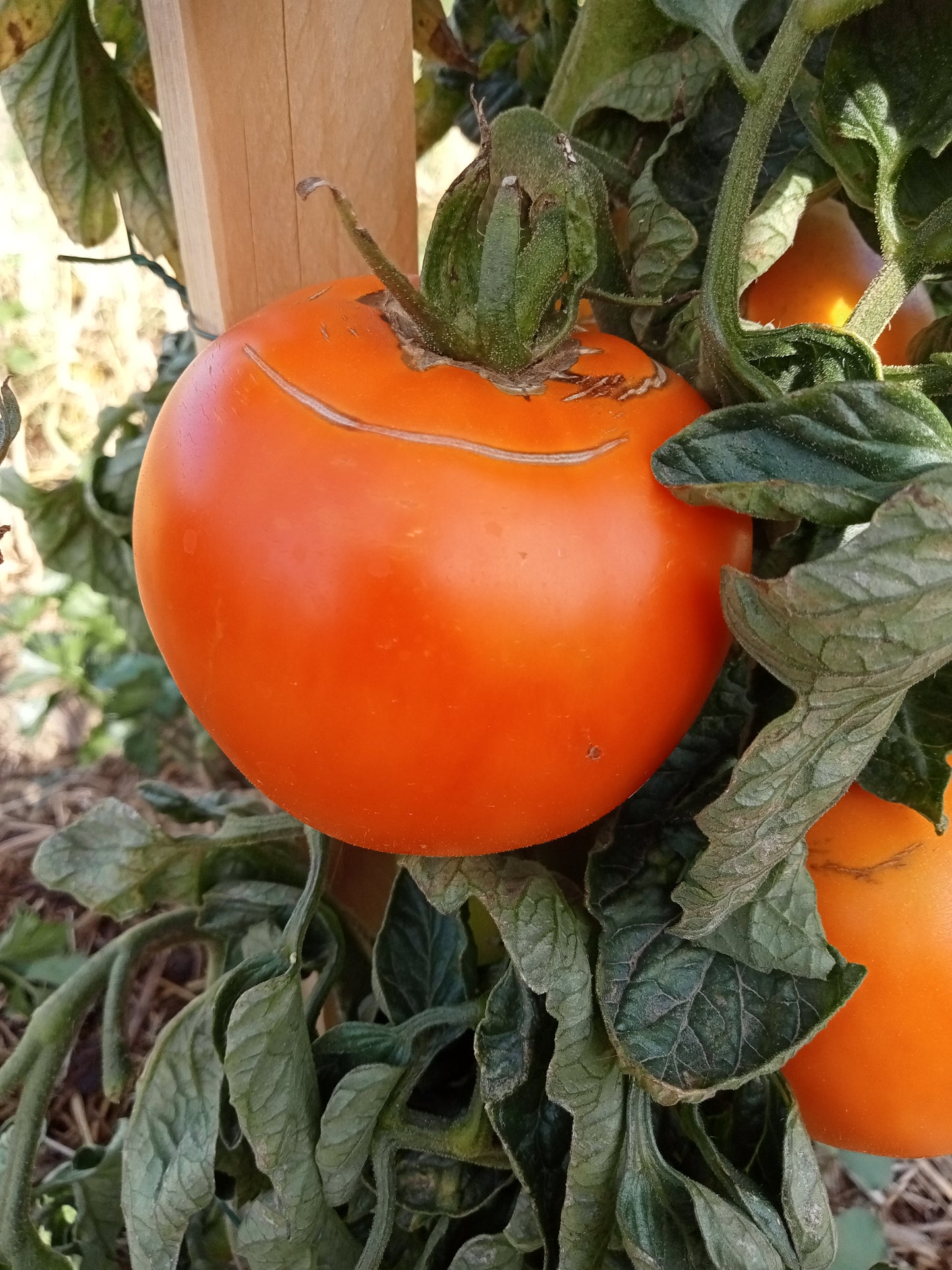 Tomate Orange queen