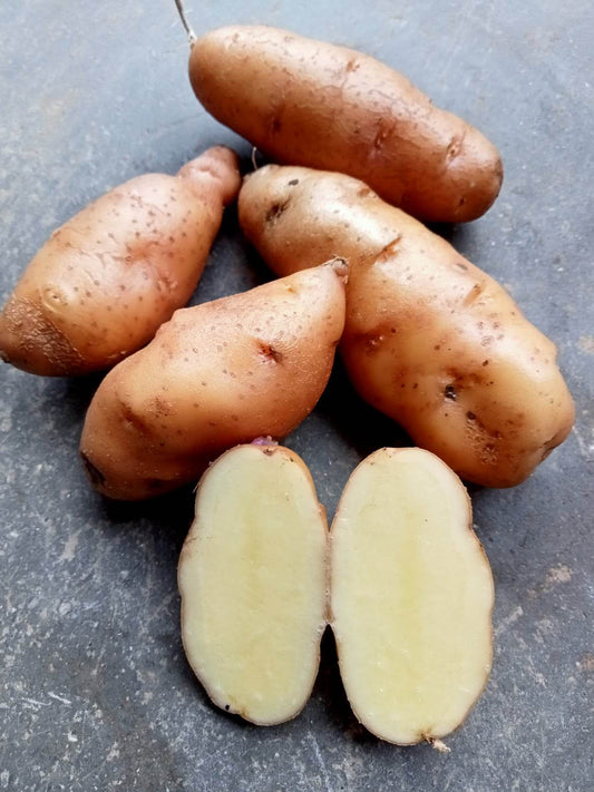 Pomme de terre Corne de Gatte