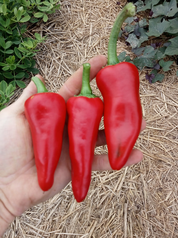 Semillas De Pimiento Gorria (Piment D'Espelette) - Variedad Mediana De Francia, Para Huerto