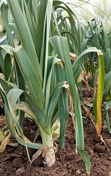 (Allium porrum)  Variété précoce. Port dressé, feuillage vigoureux, vert et large. Fût blanc brillant, très long d’environ 30 cm. Bonne résistance au botrytis, mildiou et à la rouille.  Semis Février à Avril 