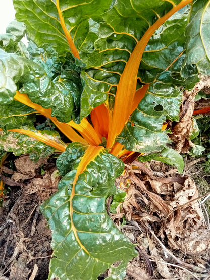 eta vulgaris)  ou Côtes de bette  Feuilles vertes et cardes relativement larges, jaune brillant. Belle variété décorative. Se consomme comme les autres variétés.  Semis Mars à Septembre