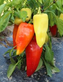 (Capsicum Annuum)  Variété de poivron doux, précoce et très productif. Ses fruits longs et pointus sont blanc-jaune clair et virent au rouge à maturité. La chair est épaisse et sucrée. On le consomme cru en salade ou cuit dans la célèbre ratatouille ou en grillades.  Semis février à mi-mars 