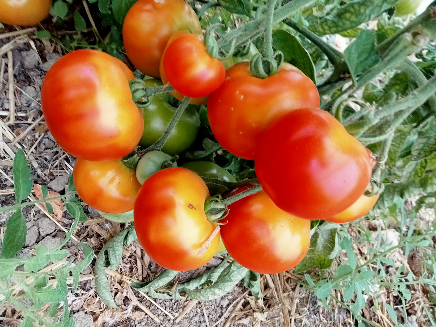 Tomate Potager de Vilvorde