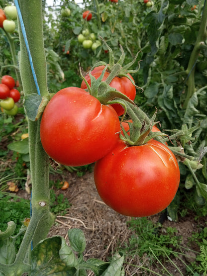 Tomate Précoce de Quimper