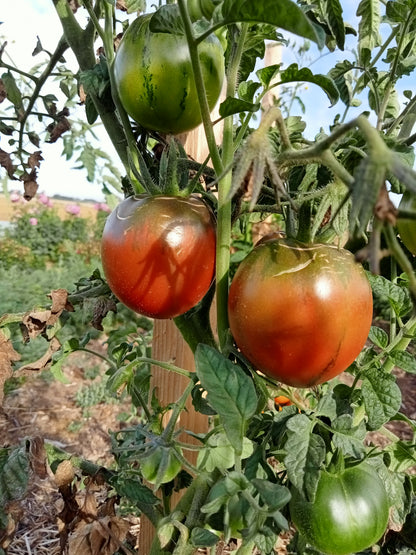 Tomate Prune noire