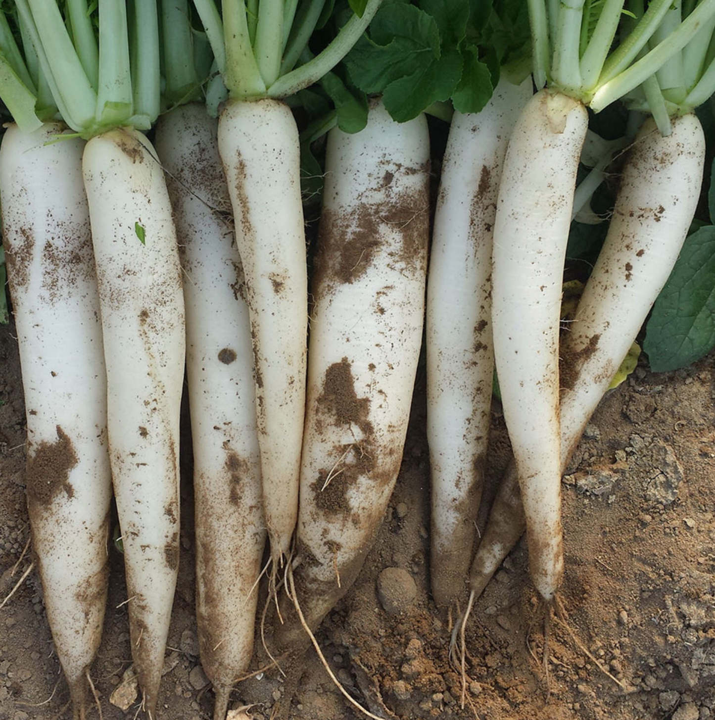 Radis Blanc Daikon