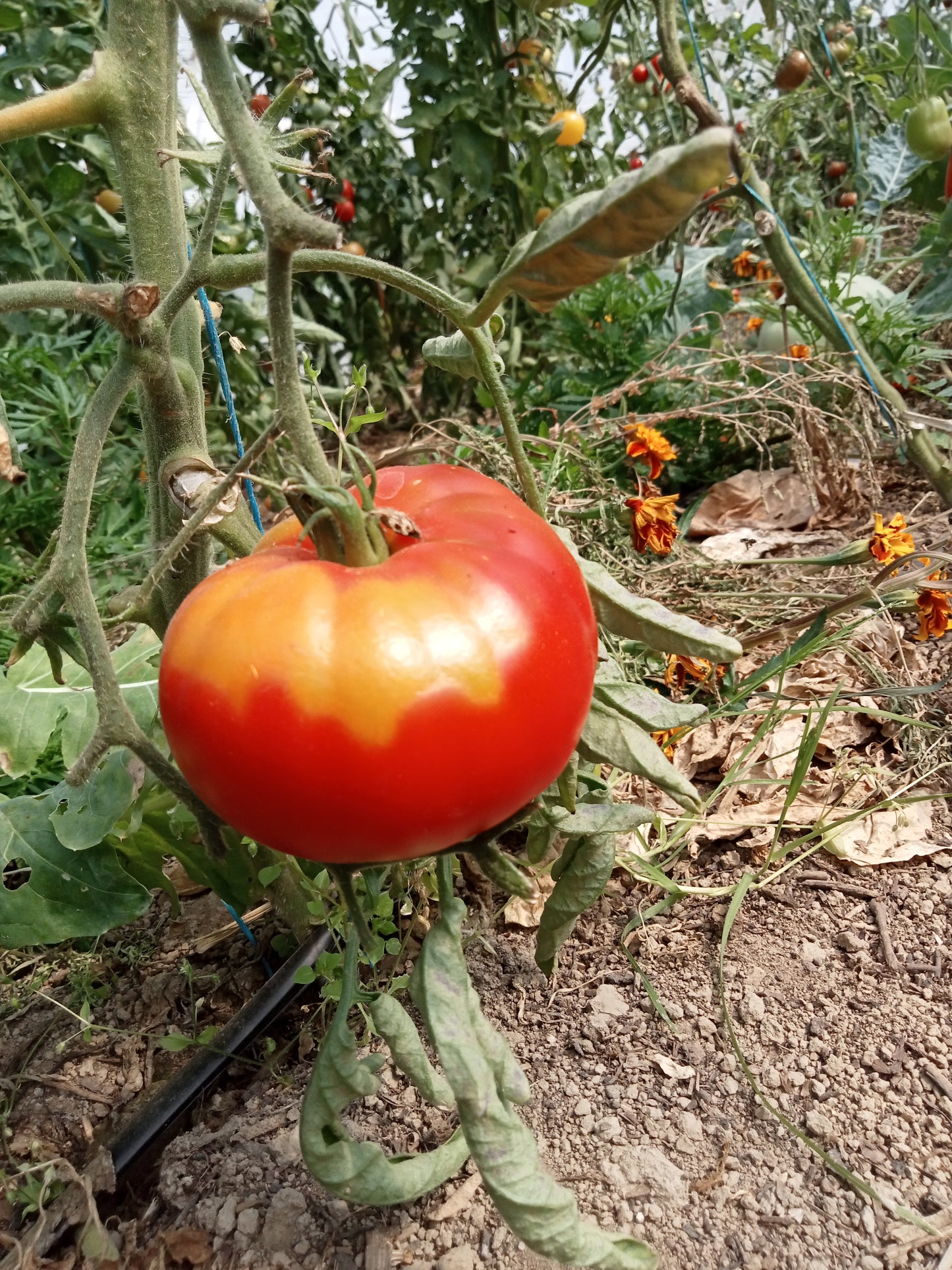 Tomate Reine des hâtives