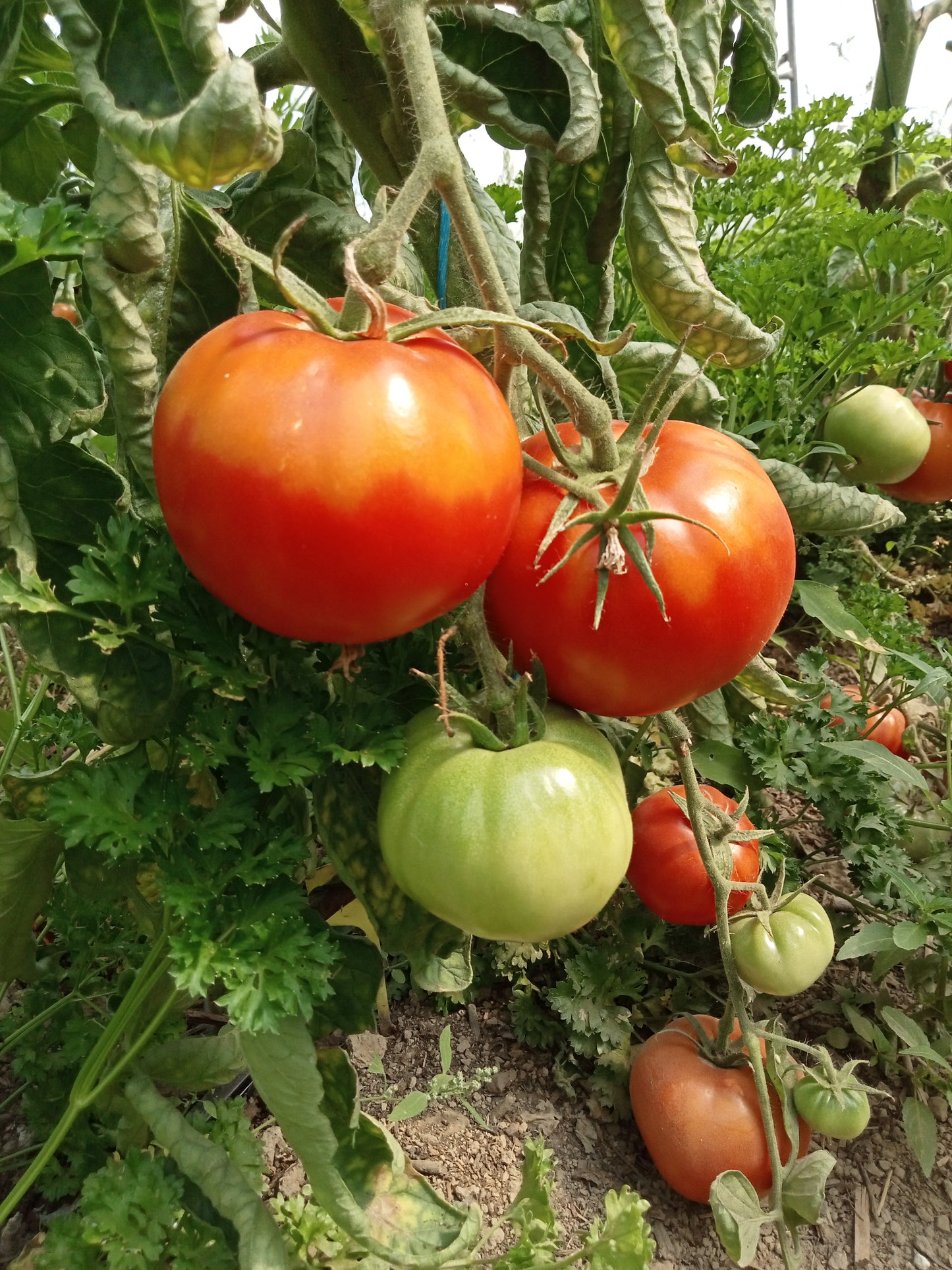 Tomate St Pierre