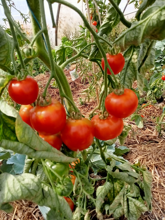 TOMATE de Nice - Graines paysannes artisanales