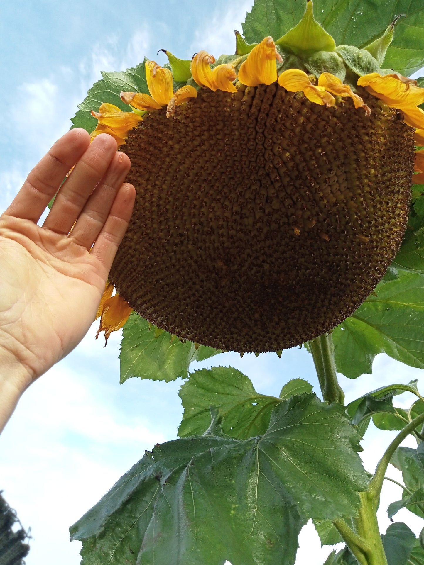 Tournesol Géant Mammouth