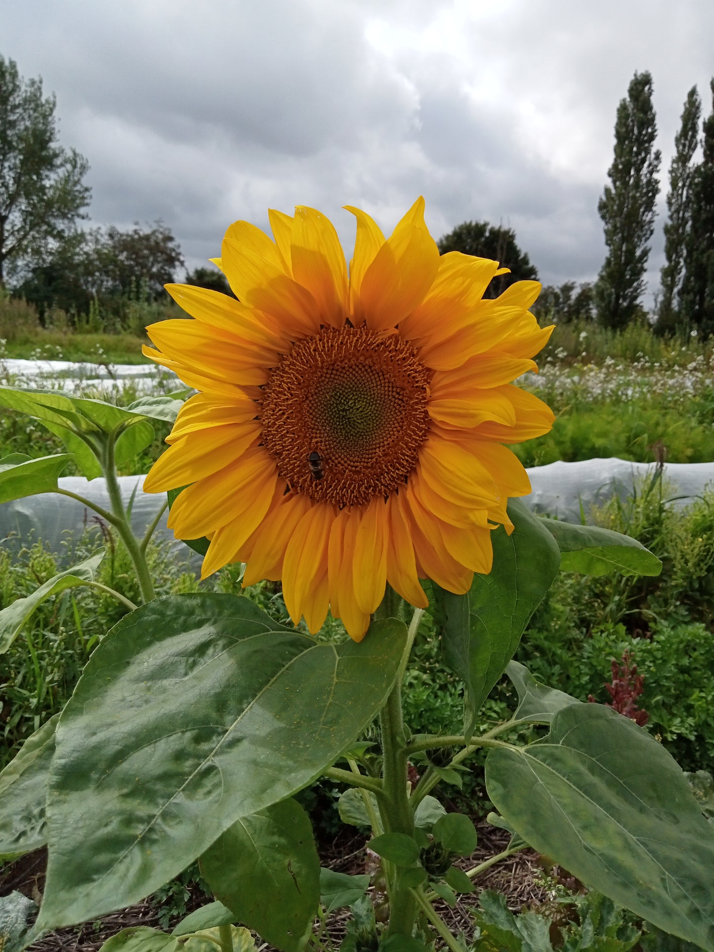 Tournesol Nain Jaune