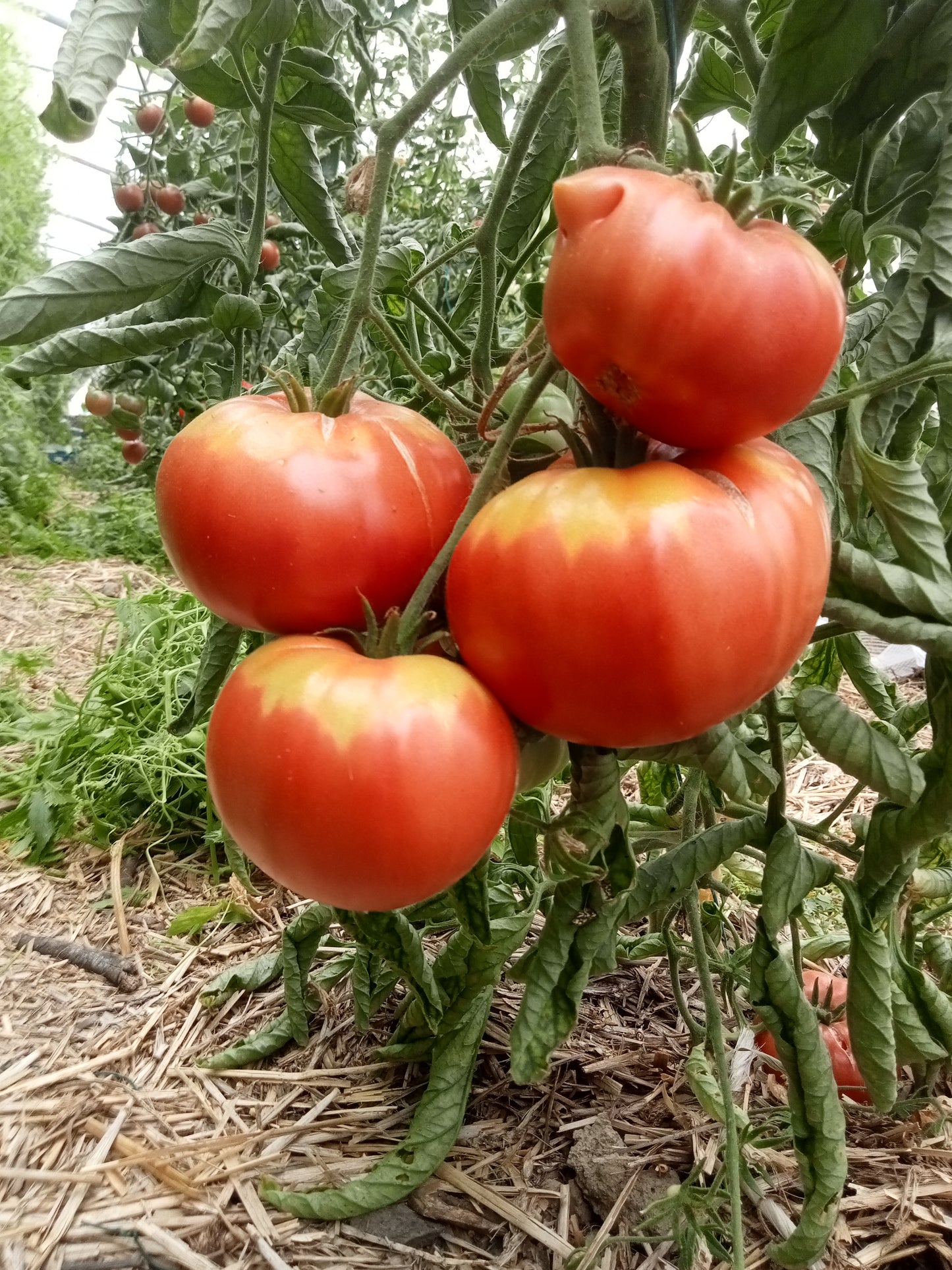 Tomate Watermelon