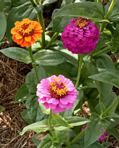 (Zinnia elegans)  Variétés à petites fleurs extra doubles. Les tiges rigides en font une plante de premier choix pour la confection des petits bouquets.  Semis mars-mai 