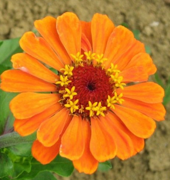 Zinnias