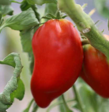 Tomate Andine cornue