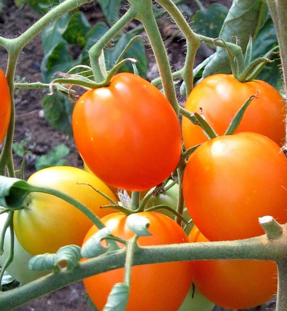 Tomate Auriga