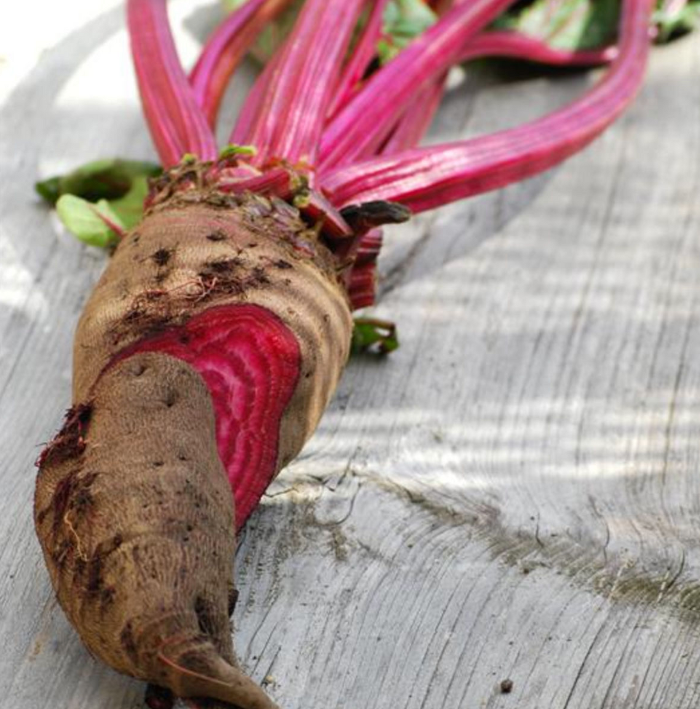 (Beta vulgaris)  Variété tardive rappelant l'aspect du radis noir. Sa peau noire est crevassée et la chair rouge, sucrée et ferme est d'excellente qualité gustative. On la consomme crue, râpée en vinaigrette ou cuite en salade.  Semis Avril à Mai