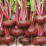 (Beta vulgaris)  Très hâtive. Racine aplatie, peau lisse rouge violacé. Pour la production d'été. À consommer jeune.  Semis Avril à Juin