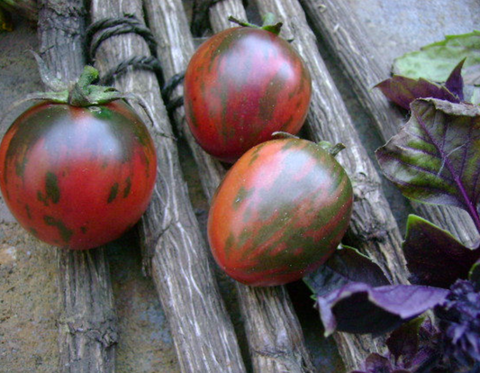 Tomate Black Vernissage