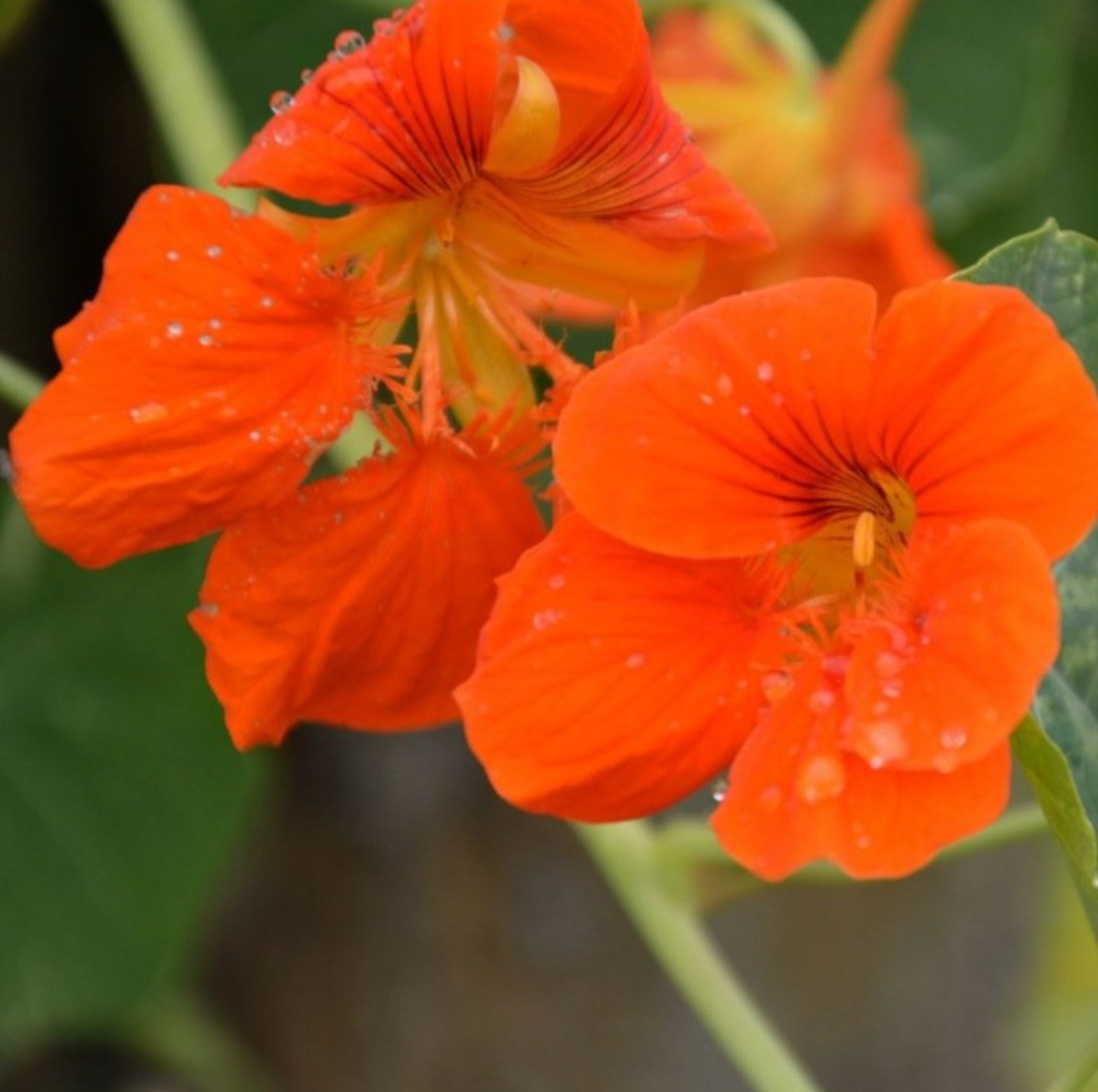  (Tropaeolum majus)  Variété rampante à grandes fleurs, comestibles, jaunes, orange et rouges. Les jeunes fruits et les feuilles (riches en vitamine C) sont commestibles. Bonne plante compagne. Croissance rapide. À placer aux pieds des fruitiers et aux abords du potager ! Hauteur : 30 cm  Semis avril à juin