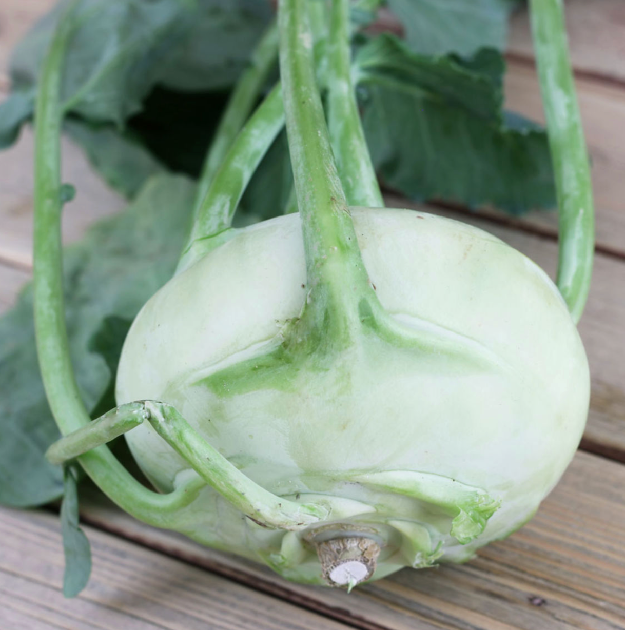 (Brassica oleracea var. gongylodes)  Variété mi-précoce au feuillage vigoureux et à la pomme compacte et légèrement ovale. Rave blanche, à chair fine, tendre et d'excellente qualité. Elle se consomme en potages, potées, en frites ou crue râpée, en vinaigrette.  Semis Mars à Juillet