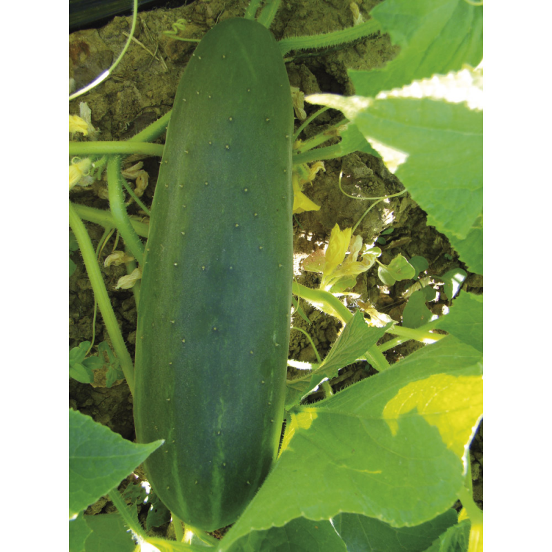 (Cucumis sativus)  Variété vigoureuse et productive donnant de longs fruits presque sans épine, très verts. Chair blanche, ferme et croquante.  Semis avril - mai