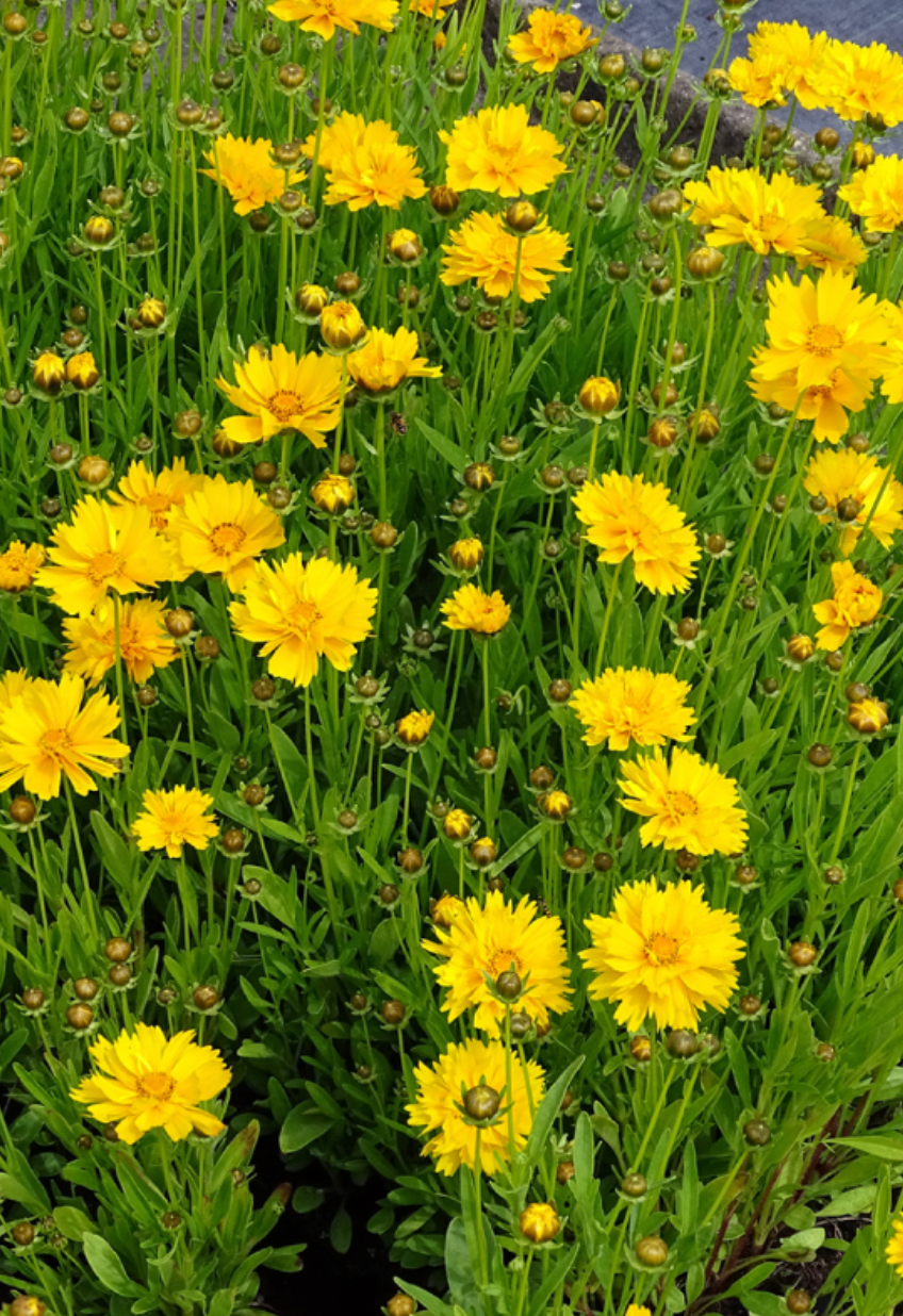 (Asteraceae)  Ce coreopsis se distingue par ses grandes marguerites doubles, jaune vif, se renouvelant tout l'été, et son port compact qui le destine au premier plan des massifs, et aux bordures herbacées. Elégant, de culture facile même en potée, il ne demande que le soleil et un sol léger pour prospérer.  Semis Mars - Avril