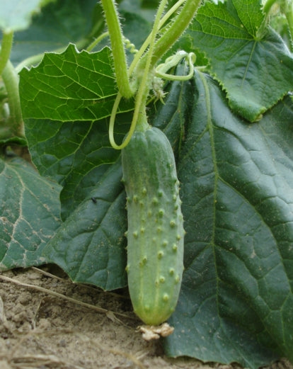 (Cucumis sativus)  Variété coureuse, productive et rustique. Son feuillage est duveteux et palmé. Ses fruits vert foncé sont courts, cylindriques et épineux. Il faut les cueillir jeunes. Ils peuvent être conservés dans du vinaigre, ou consommés crus en condiment.  semis avril-mai