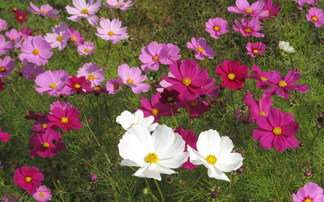 (Cosmos bipinnatus)  Annuelle au feuillage plumeux et aux fleurs en forme de marguerites de couleur rose fuchsia, rose pâle, blanches. Magnifique dans les fonds de massif et les jardins de cottage. Floraison prolongée. Excellente fleur à couper. Fleur comestible. Mellifère. H : 120cm  Semis mars à mai