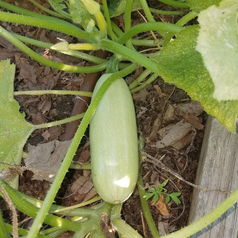 (Cucurbita Pepo)  Variété buissonnante, aux fruits presque ovales, blanc crème à vert pâle. Chair dense et savoureuse. Culture facile.  Semis Avril à Juin