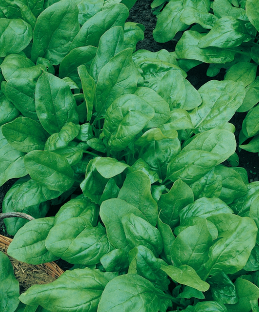 (Spinacia oleracea)   Grandes feuilles pour cultures de printemps, d'été et d'automne, semences reproductibles.   Semis mars-avril et aout-septembre