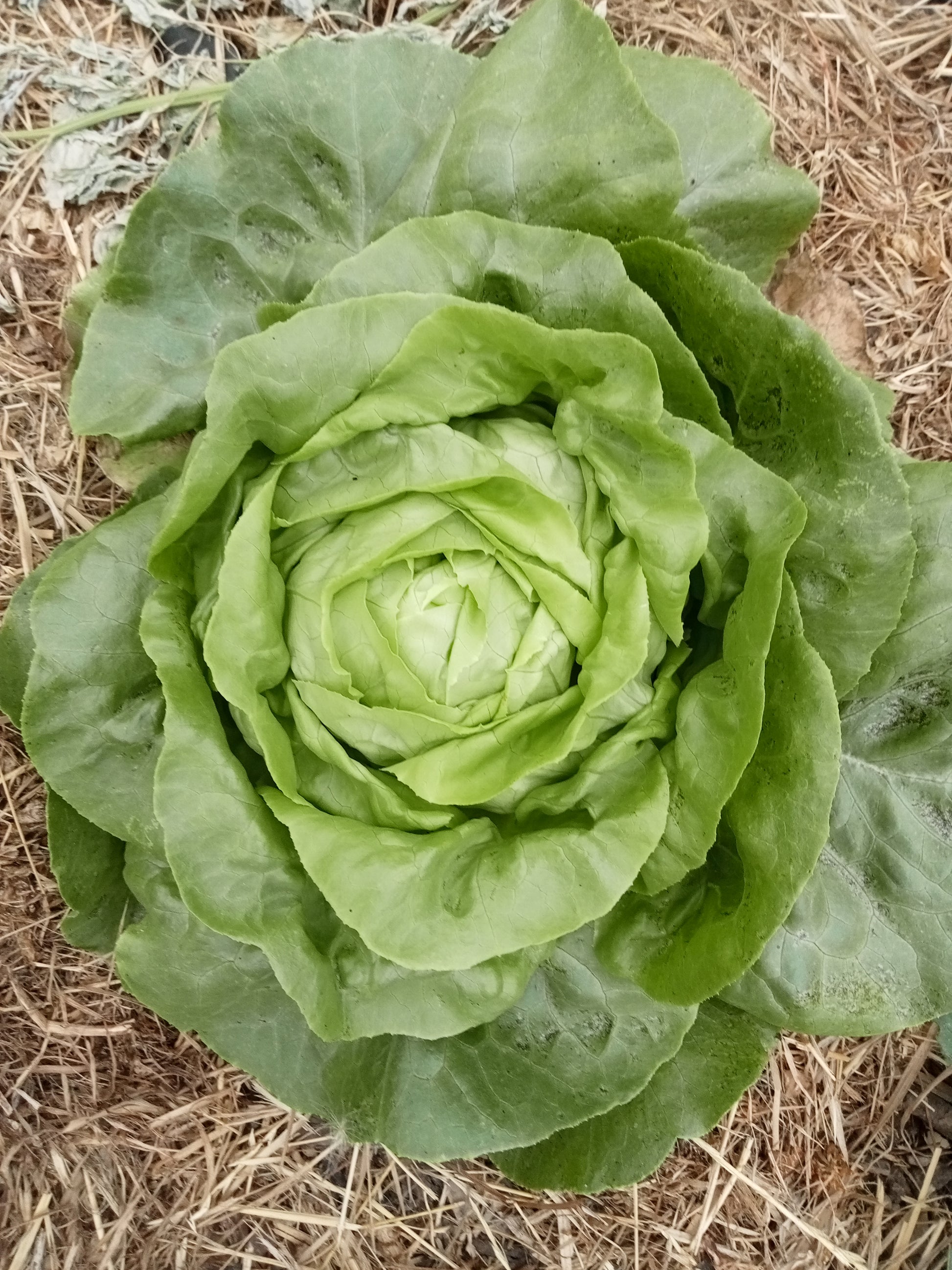 (Lactuca sativa)  Variété ancienne donnant une très grosse pomme vert blond et très rustique. Ses feuilles sont tendres et ondulées. C'est une laitue d'été. On la consomme nature ou accompagnée d'une vinaigrette.  Semis Mars à Juillet