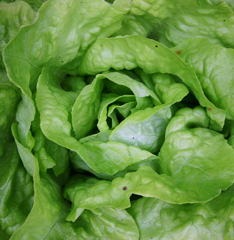 (Lactuca sativa)  Variété rustique de bonne tenue à la montaison, grosses pommes fermes et tendres, pour récolte du printemps à l'automne, semences reproductibles.  Semis Mars à mai et août