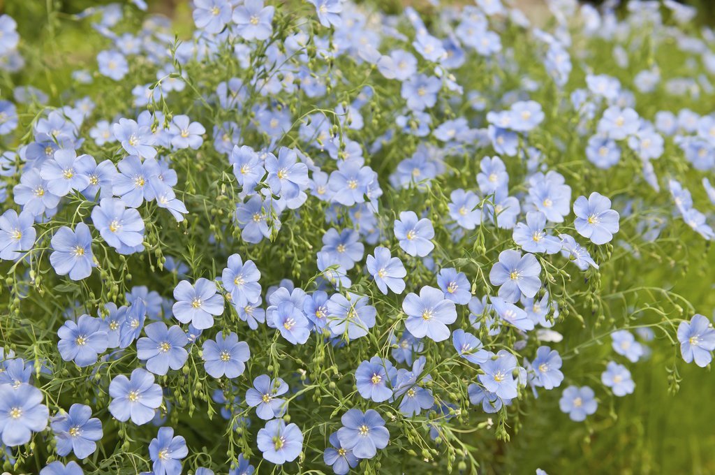 (Linum usitatissimum)  Plante annuelle et buissonnante qui peut atteindre 50 cm en tous sens. Utilisé comme améliorant du sol pour sa capacité à restructurer le sol à partir de sa racine longue et pivotante, le lin bleu est également une plante compagne permettant d'éloigner les doryphores. Fauchage : environ 10 semaines après le semis (courant de l'été) avant la montée à graines. Enfouissement : environ 3 semaines après le fauchage.  Semis Mars à Juin