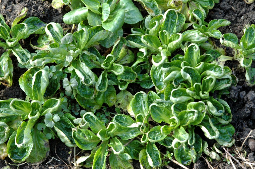 (Valerianella locusta)  Variété à la croissance rapide et d'une très bonne résistance au gel. Ses petites feuilles en forme de cuillère propose une agréable texture. L'une des plus savoureuses !  Semis juillet à septembre