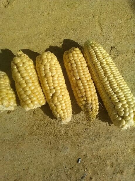 (Zea mays)  Variété ancienne et hâtive produisant des plants d'environ 1,50 mètre de haut. Ses épis jaune pâle de taille moyenne portent des grains tendres et laiteux à la saveur sucrée. On les consomme cuits à l'eau, égrainés, à la vinaigrette ou en jardinière de légumes.  Semis mai