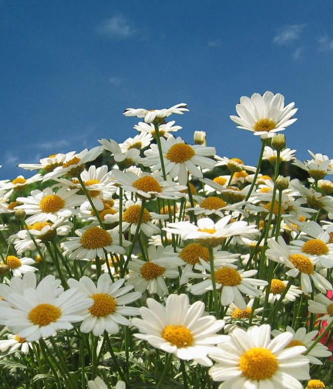 (Leucanthemum vulgare)  C'est la marguerite commune de nos campagnes, telle qu'on l'aime depuis toujours. Cette plante vivace qui ressemble à une grande pâquerette et fleurit en fin de printemps, Avec des grandes fleurs toutes simples, blanches à cœur jaune, elle forme un bouquet dense de tiges et de feuilles sombres, animé par le vol des insectes butineurs. Très facile de culture, pour le soleil ou la mi-ombre, elle est ravissante dans les massifs et les bouquets.  Semis mars-avril